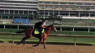 Belmont Stakes 2018: Triple Crown hopeful Justify training May 28