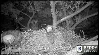 Berry College Eagles:  Dad Meets Egg #1 12/6/21