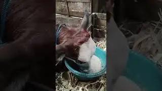 gombor dan memberi obat cacing dalam pedet sapihan ..