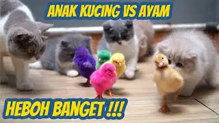 ANAK KUCING BRITISH KETEMU ANAK AYAM LUCU