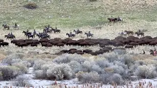 Antelope Island Bison roundup #antelopeisland, #bison, #roundup #horses, #wildlife