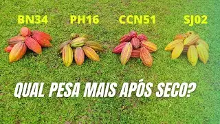 QUAL VARIEDADE DE CACAU PESA MAIS APÓS SECO, (CCN51,BN34,SJ02,PH16)