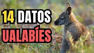 14 Datos Curiosos de los Ualab&iacute;es (Walabi) - &iquest;En que se diferencian de los Canguros?