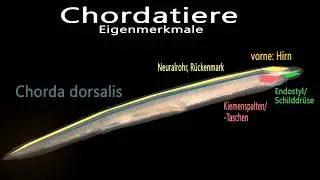 Chorda- und Wirbeltiere - Knorpel- und Knochenfische - Zusammenfassung Teil 1