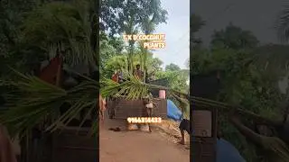 T x D Hybrid Coconut Plants &ndash; Best Yielding Coconut Variety!
