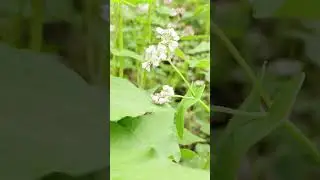 ✨ Naturens blomstrende skj&oslash;nnhet &ndash; En oase av ro og glede ✨