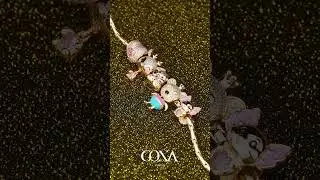 Gona 925 Sterling Silver October Birthstone Embrace The Love Animals Charms Bracelet #gona #jewelry