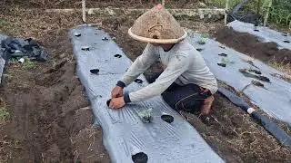 HOW SMART FARMERS PLANT CUCUMBER SEEDLINGS ON SANDY MOUNTS WITH THEIR BARE HANDS-Agriculture Farming