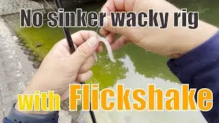 【Bass fishing】No sinker wacky rig with Flickshake【Jackall】