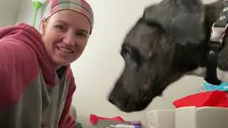 Service Dog: Kong Box Un-Sponsored Review!