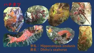 ハナタツ　その１　Dhiho&rsquo;s seahorse（Hippocampus sindonis）