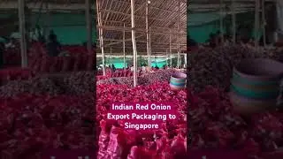 INDIAN RED ONION |  #springonions #onion #exportdevelopment #singapore #exportpromotion #onian