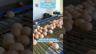 china poultry farm automatic equipment #factory #factoryproducts #chickenfarm
