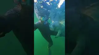 This manatee started hugging her while snorkeling ❤️