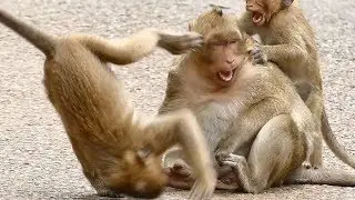 Sweet Pea Monkey Screaming | Baby Monkey Videos