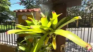 Jardim pequeno na entrada de casa depois de 1 anos. Arrependimento zero !