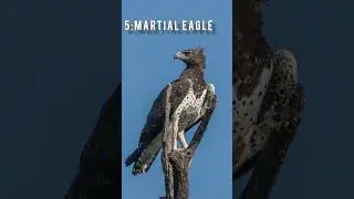 Top 10 largest eagle in the world
