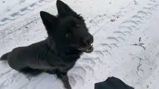 Fado Owczarek Staroniemiecki 18 miesięczny. Nauka zostawania i komend wydawanych gestami. Odcinek 1.