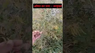शरपुंखा लीवर के लिए वरदान दवा ।sarpunkha ke laabh liver me।by vikram arya  #shorts
