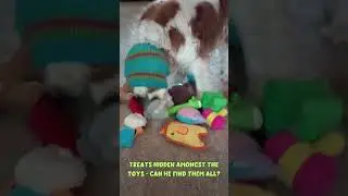 🐾 Senior Cavalier Sniffs Out Treats 🐶 Fun & easy Enrichment Game Sniff & Seek: Fun for ALL Dogs! 🎉