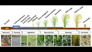 Growth Stages in Rice Cultivation 🌾🌾