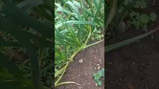 planta&ccedil;&atilde;o  de alho
