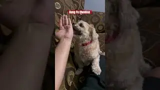 KungFu!!!! Skills of Cheekoo #cutepet #pet #cheekoo #dog #cute
