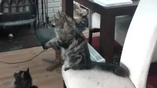 AyaAnny Cats video - 17