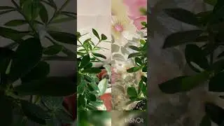 Аліксія 💚 ALYXIA квіти #аліксія #alyxia #кімнатнірослини