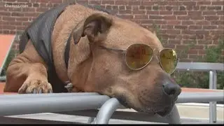 Dog with glasses in Macon