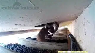 Raccoon deterrent and removal in Florida & California