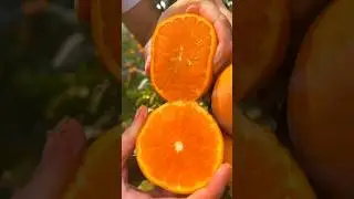 Orange fresh cutting skills #trending #orange #satisfying #2025