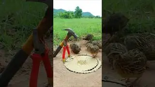 Creative DIY Trap Technique - quick bird trap #shorts