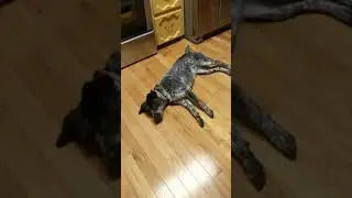 Blue heelers are awsome