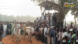 Vadisaleru Bull Race | Traditional Village Bull Racing | 533294 | 2025
