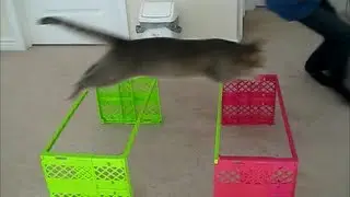 THE BEST OF CAT AGILITY- Hate on Me