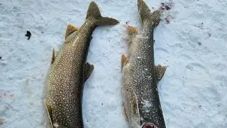 How to locate lake trout
