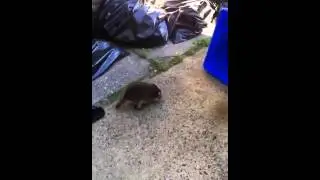 Baby raccoon uses super powers