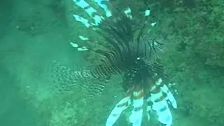 Pterois antennata.Talamanca.Puerto Viejo.Costa Rica.Caribe.Карибы.Коста Рика.Морской петух!