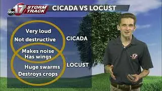 Insider Blog: Differences in cicadas and locusts