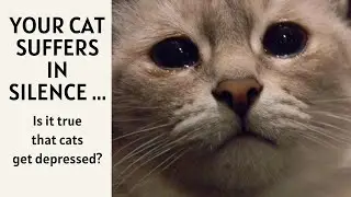 THE CATS AND DEPRESSION...Is it true that cats get depressed?