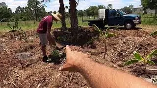 New Food Forest Development - Day 5: Wrapping Up