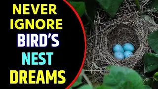 Bird Nest in Dream Meaning | Birds Nest Dream Interpretation