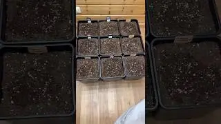 New Grow Area Begins 🌱 | 9 Plants from Fast Buds + 15% OFF (PLNT420)❤️🪴