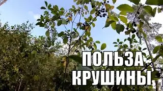 Крушина и ее лечебные свойства. Натуральное слабительное для очищения кишечника. Польза и вред
