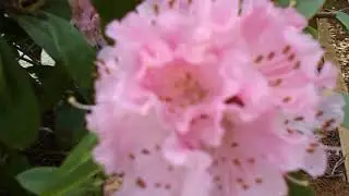 Rhododendron Feb 24 2020 Vancouver Island