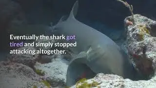 Inspirational Short Story - Shark Bait