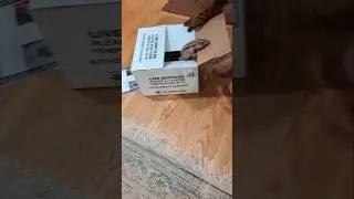 Unboxing a spicy red Tegu #reptiles #reptile #reptilelover #lizard #tegu #petlizard