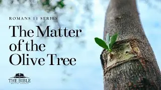 The Matter of the Olive Tree | Romans 11 - Lesson 5