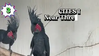 List of Parrot Species in Asuero Aviary Part I
